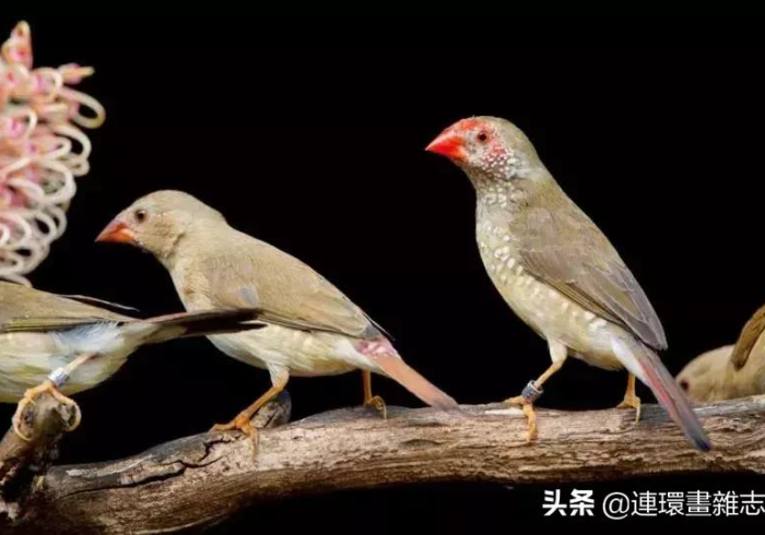 3分钟学会“雀星哪里有挂买(辅助外挂+教程) 3分钟学会“雀星哪里有挂买(辅助外挂+教程)