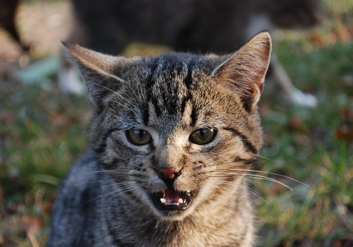 教大家使用“微乐南昌麻将万能开挂器免费(透视)实测确实有挂【猫腻】